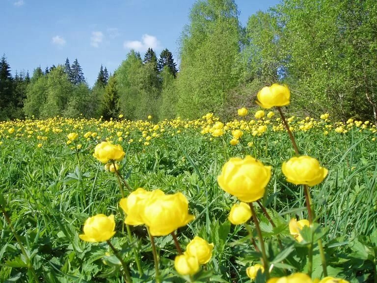 поляна цветок италмас фото