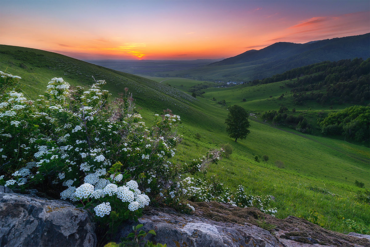 природа алтая картинки фото