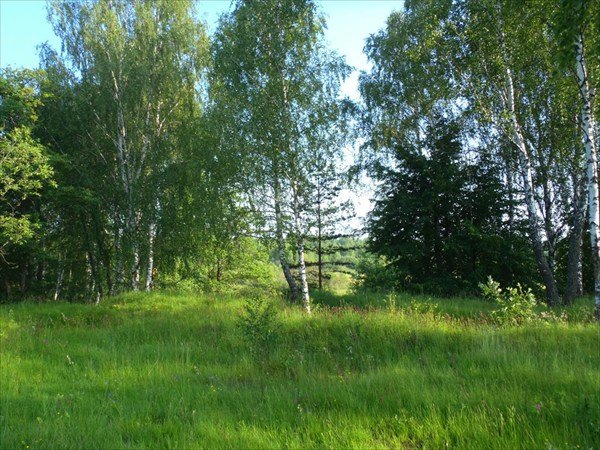 природа брянской области фото