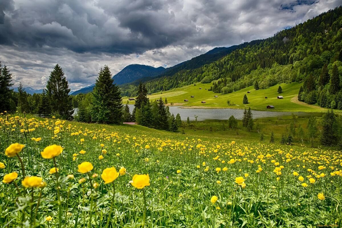 природа горы озеро лес цветы фото