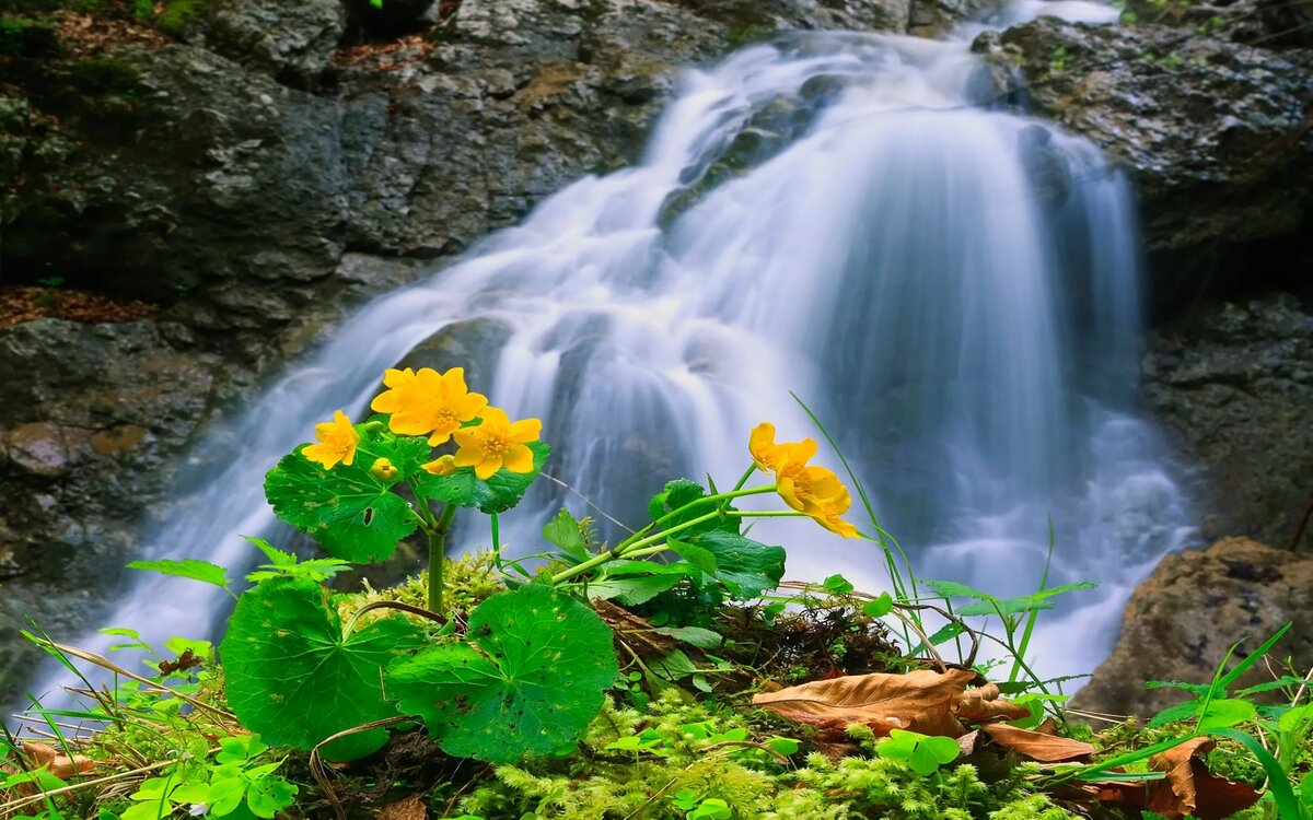 природа горы водопады цветы фото