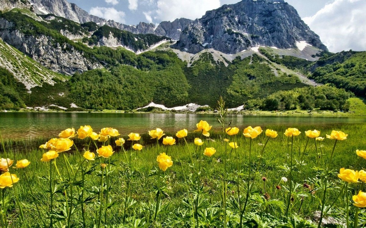 природа лес горы цветы фото