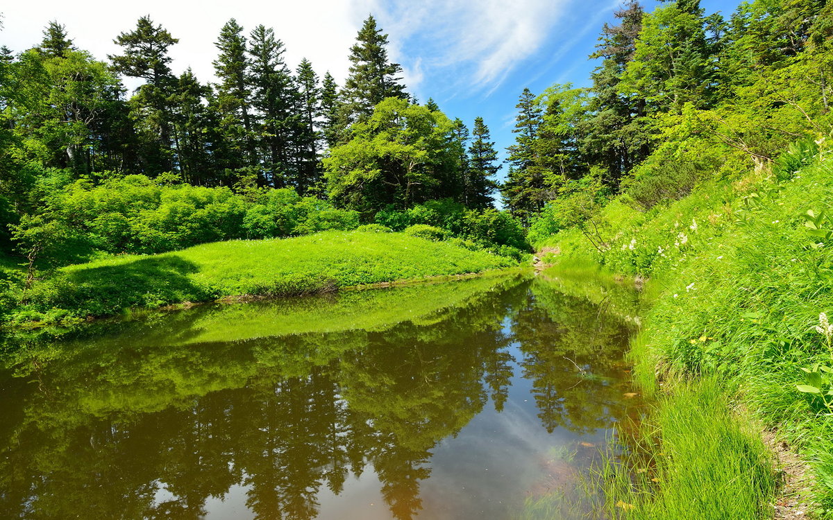 природа лето река лес озеро фото