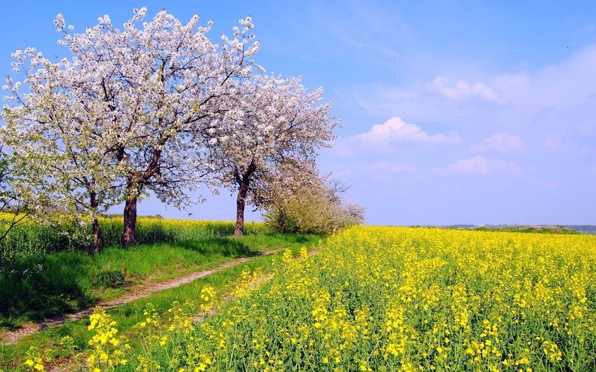 природа май весна солнце фото
