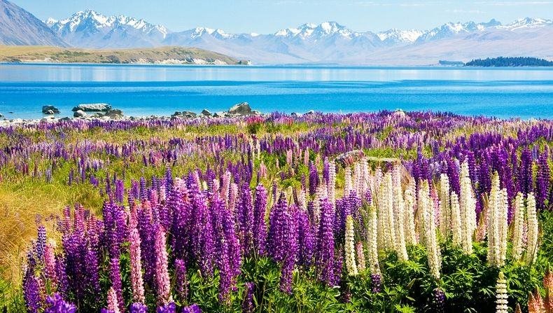 природа новой зеландии растения фото