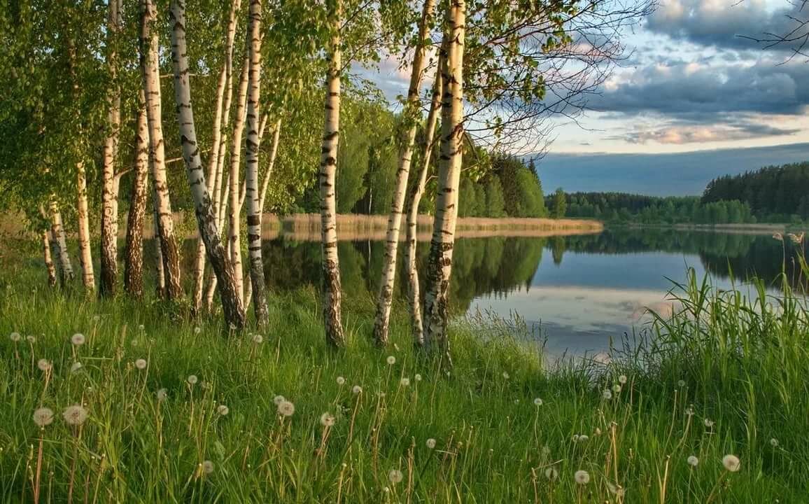 природа россии березы фото