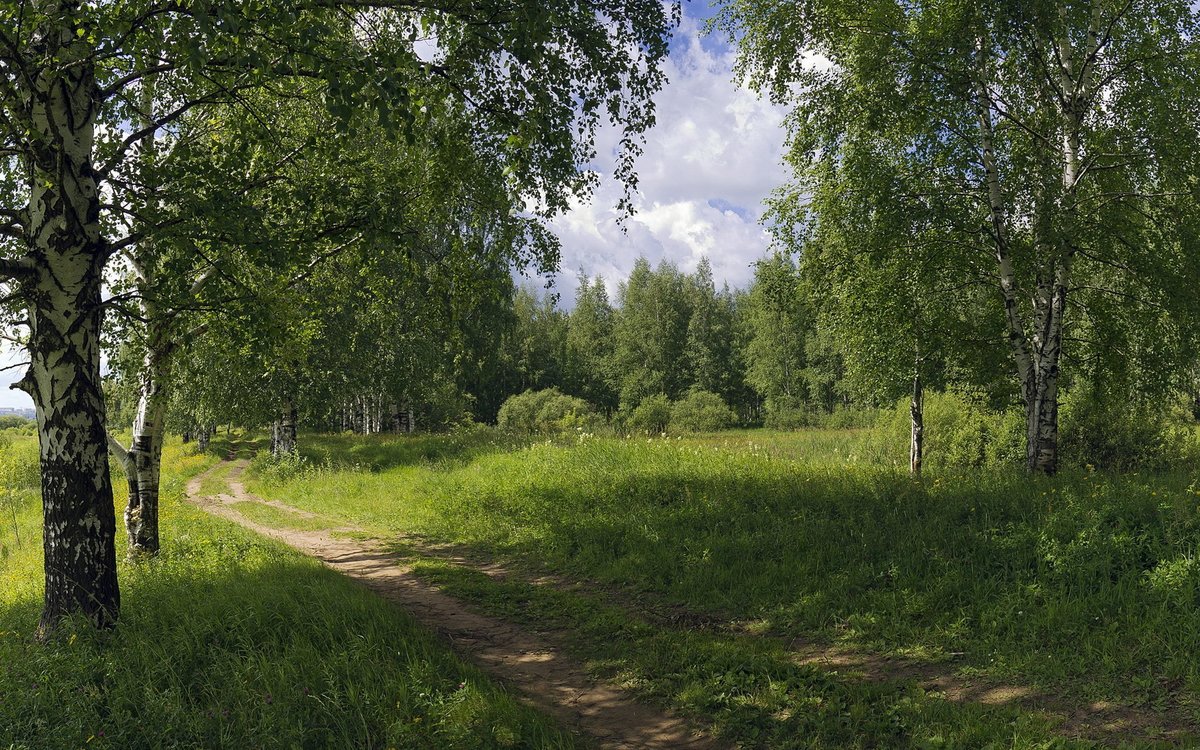 природа россии лето береза фото