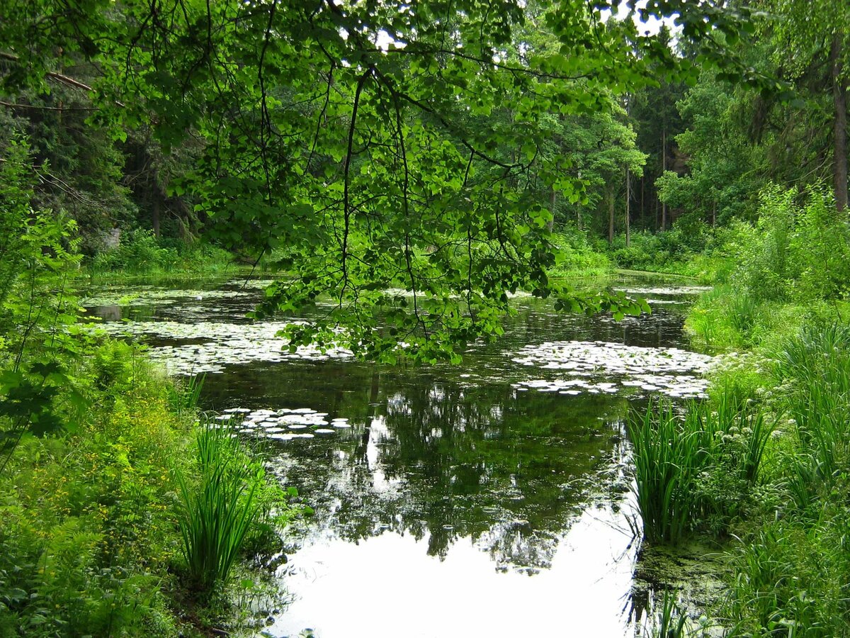 природа россии лето лес у воды фото