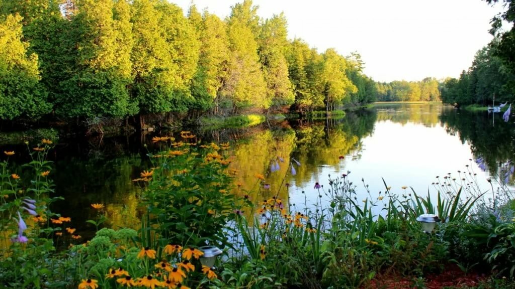 природа цветы лес озера реки фото