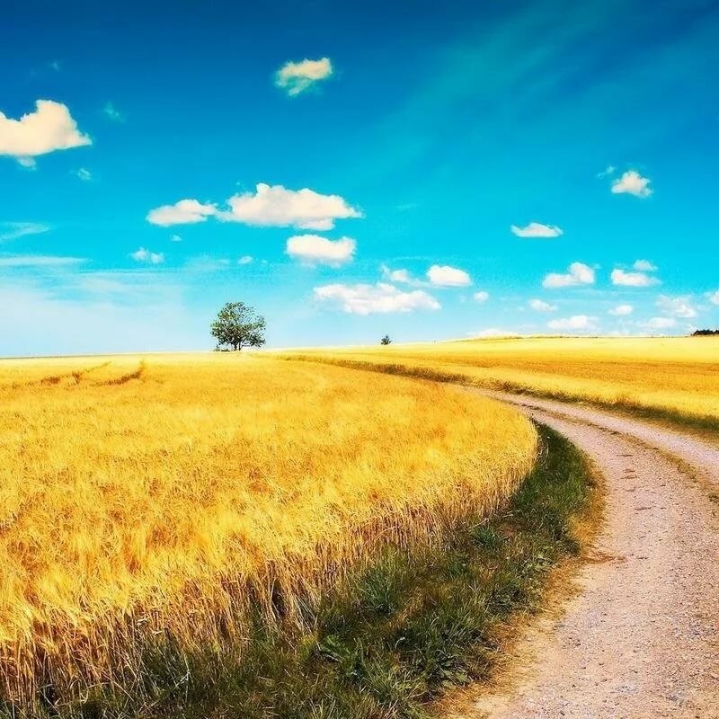пшеничное поле дорога фото