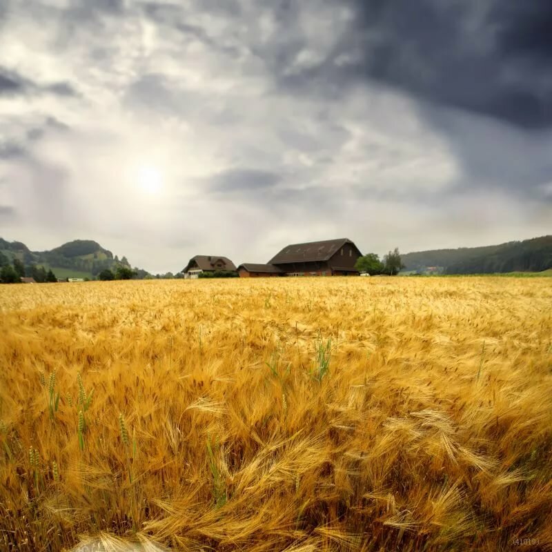 пшеничное поле картинки фото
