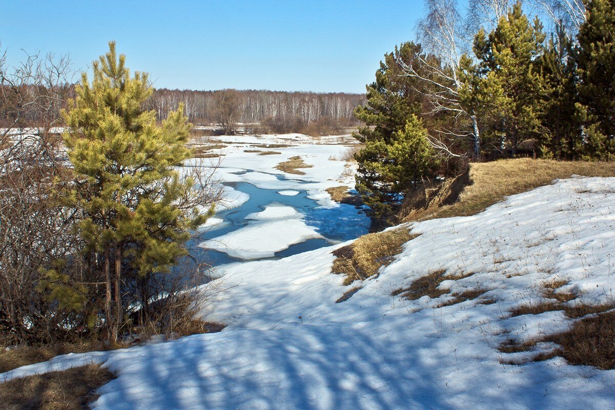 ранняя весна в лесу фото