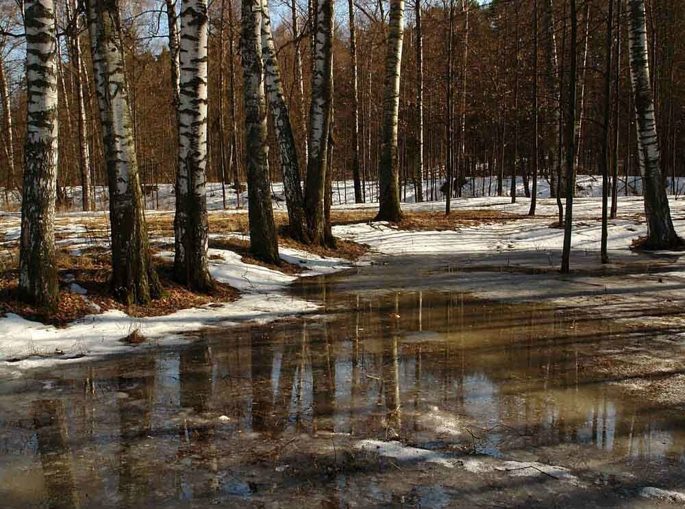 ранняя весна в лесу фото