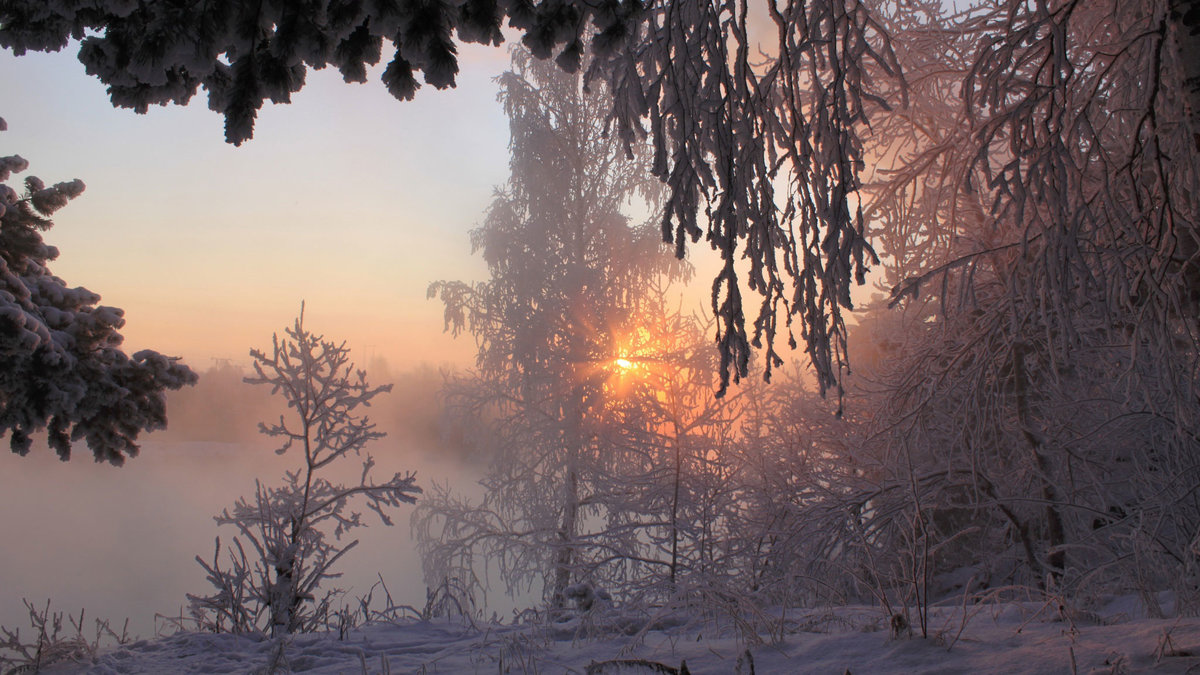 рассвет в зимнем лесу фото