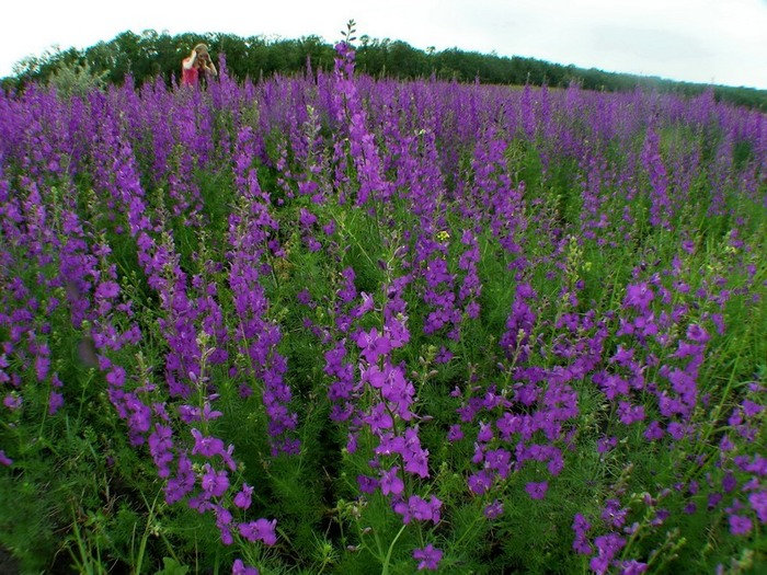 растения похожие на иван чай фото