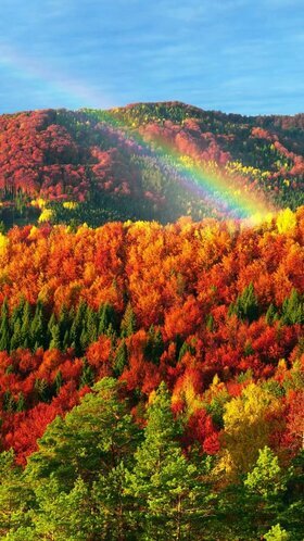разноцветный осенний лес фото