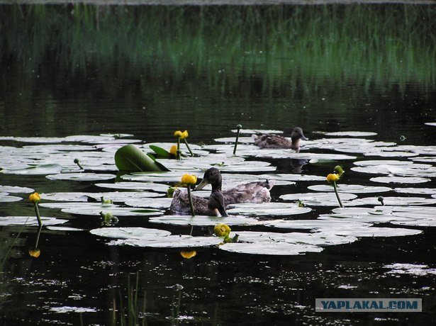 речка с желтыми кувшинками фото