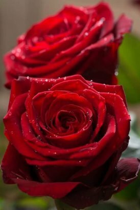 red rose фото