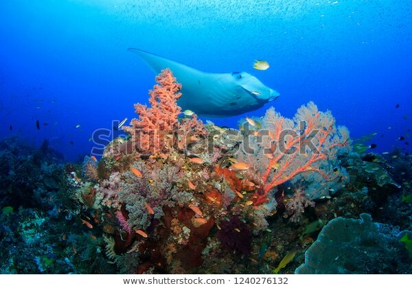 red sea diving фото