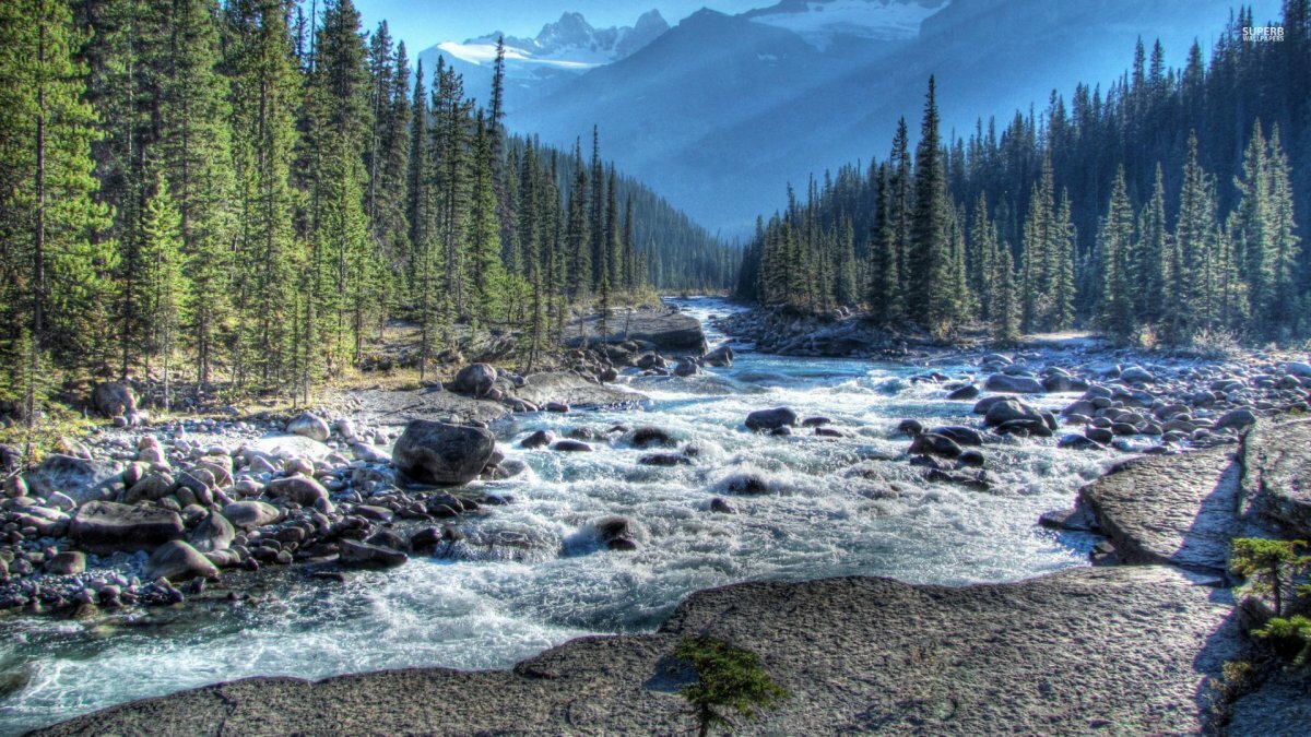 река лес алтая фото