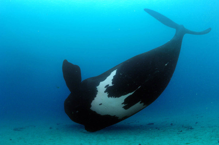 right whale кит фото
