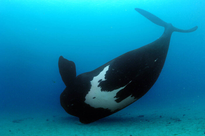 right whale кит фото