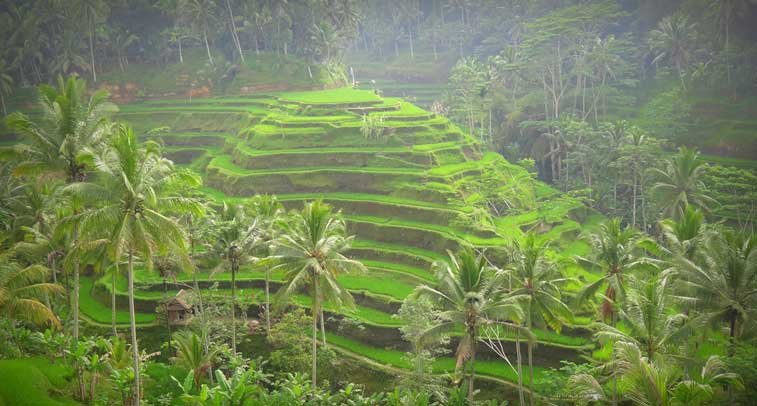 рисовые террасы tegallalang бали фото