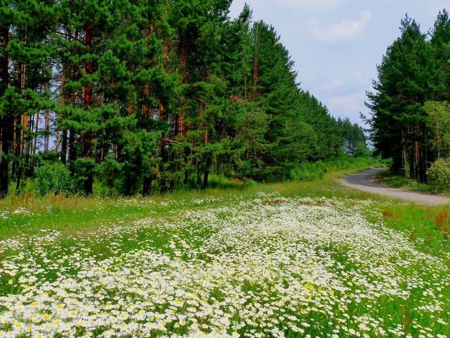 ромашки картинки тропинка фото