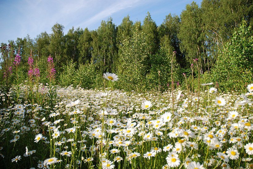 ромашки поле фото