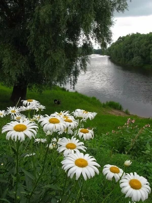 ромашки у реки фото