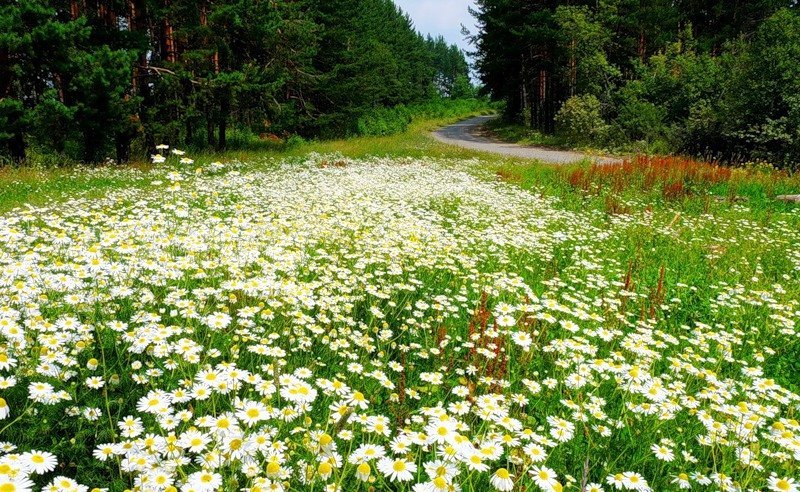 ромашковое поле фото