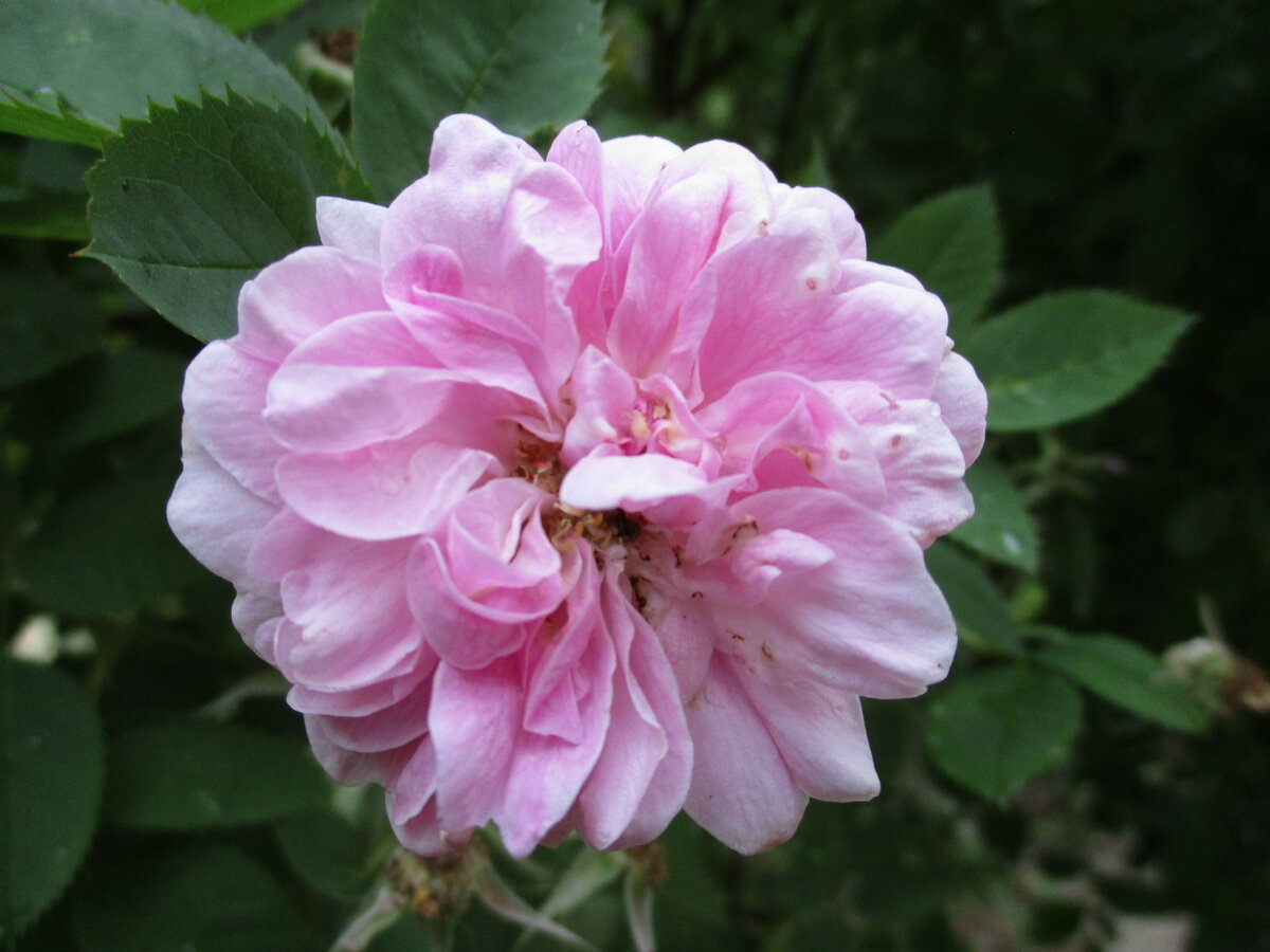 rosa gallica фото