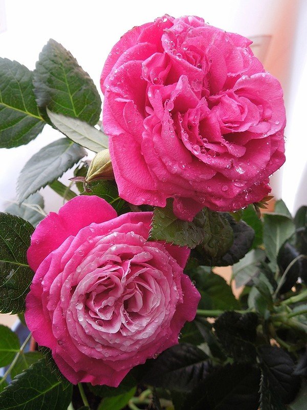 rosa patio pink hit фото