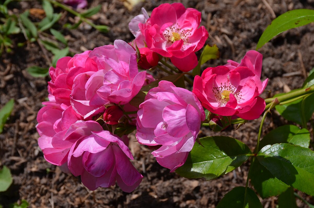 rosa (роза) angela фото