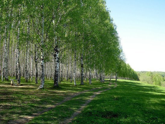 россия картинки березки фото