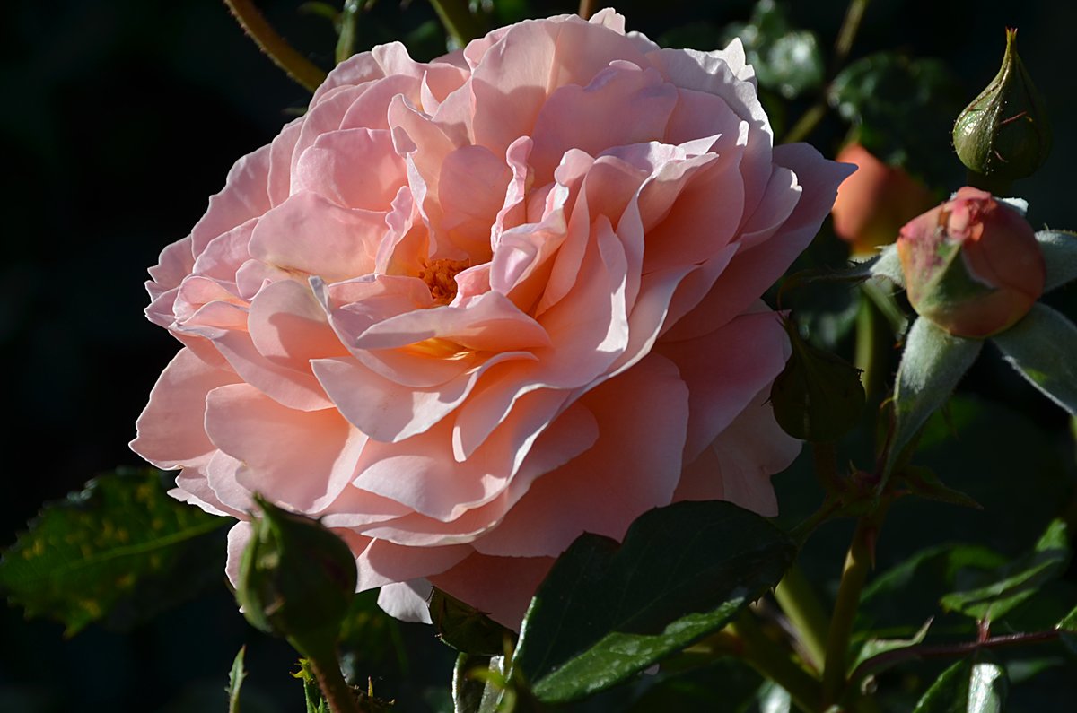 роза alexandrine, belle romantica фото