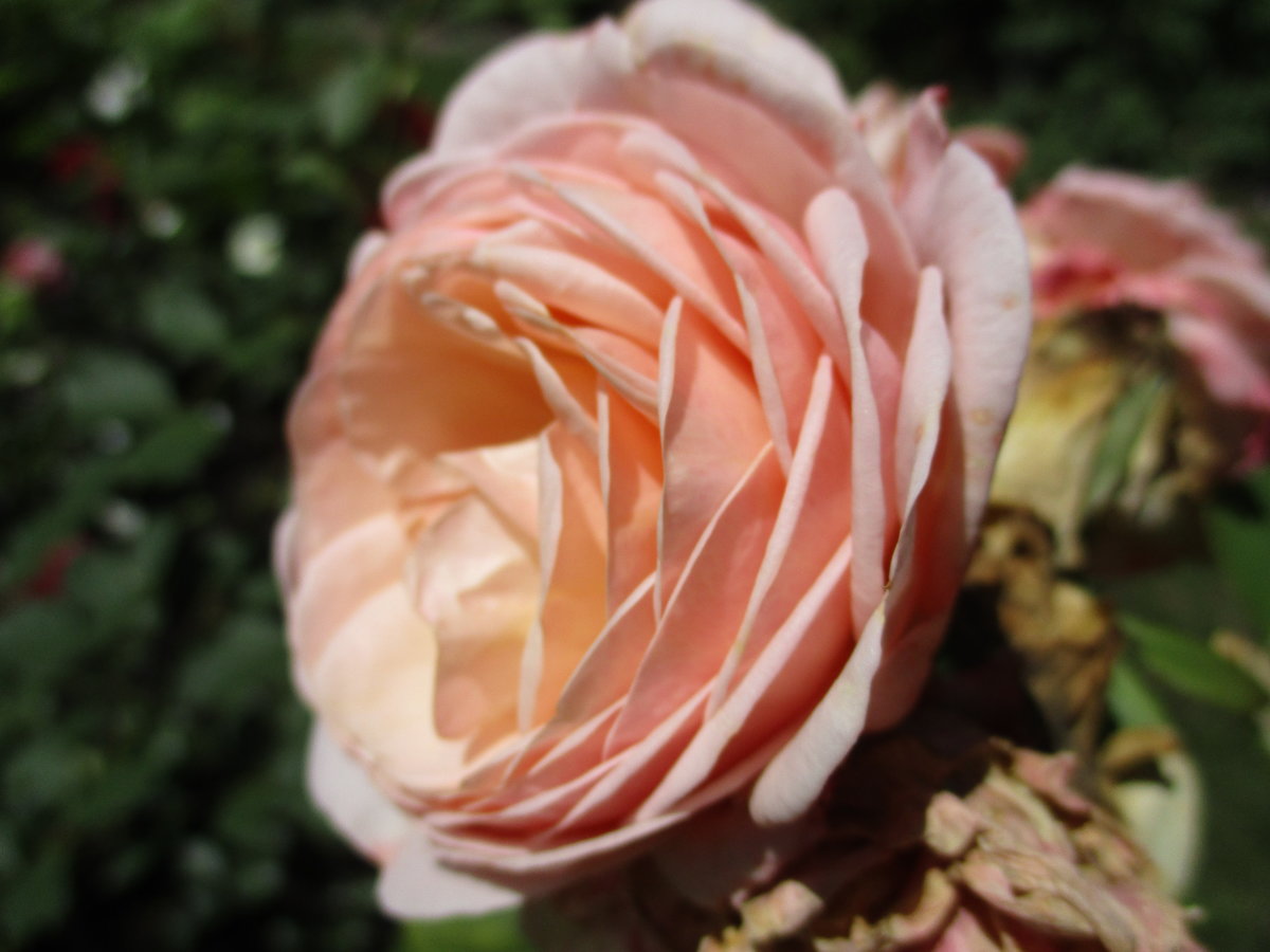 роза ambridge rose фото