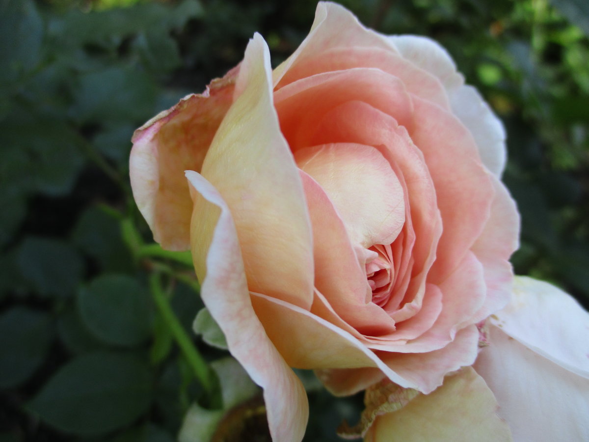 роза apricot фото