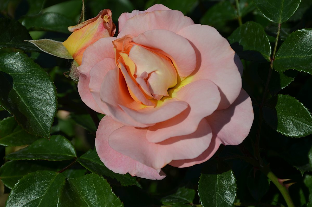 роза apricot фото
