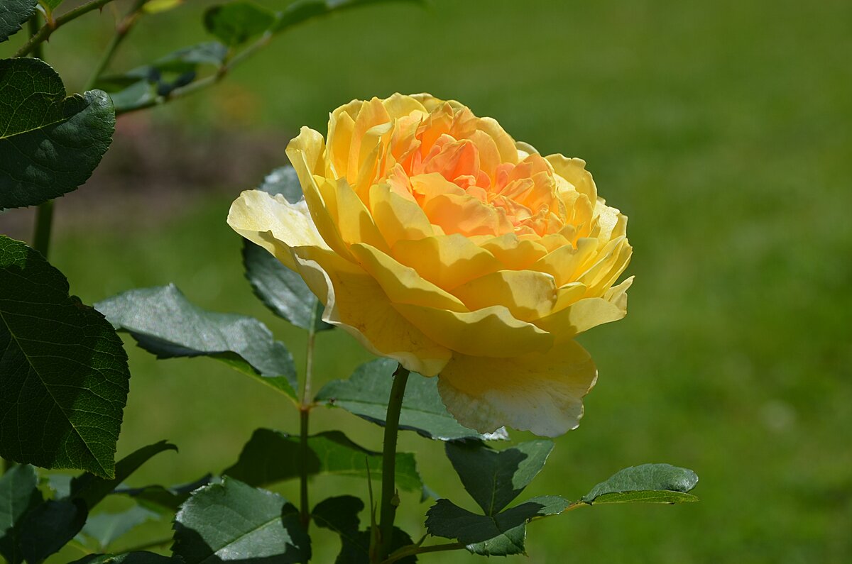 роза бернштайн розе (bernstein rose) фото