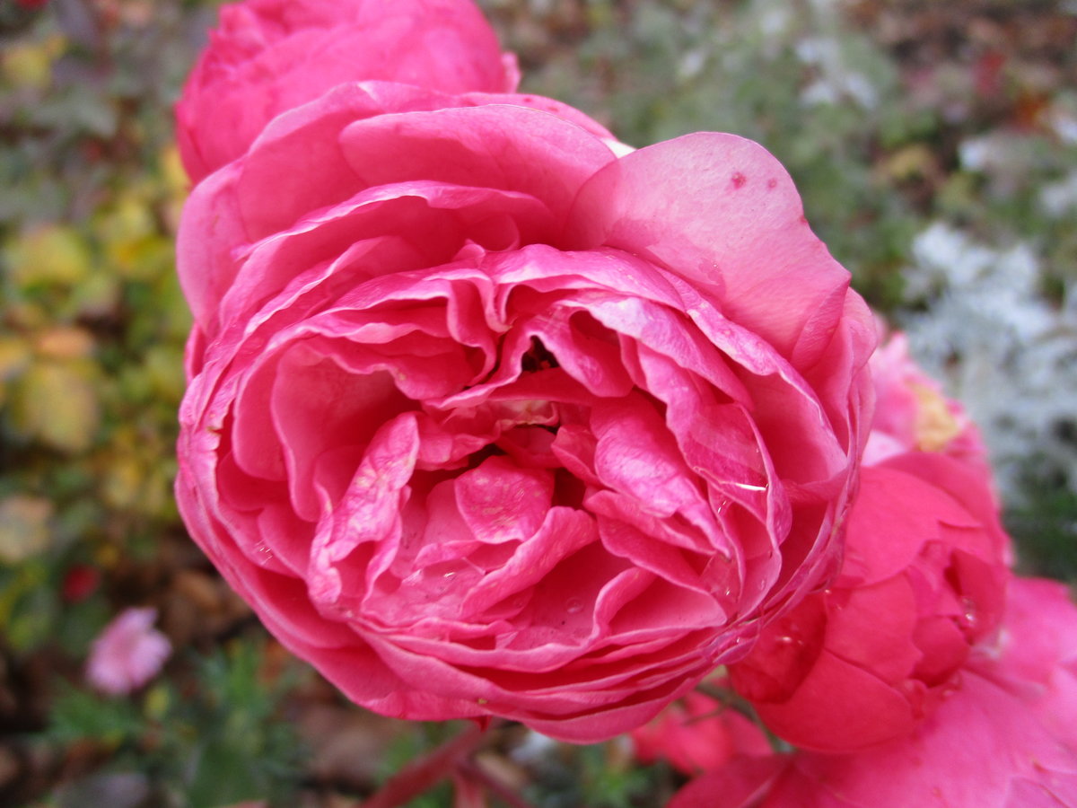 роза caprice de meilland фото