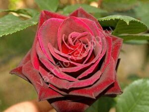 роза чайно-гибридная black baccara фото