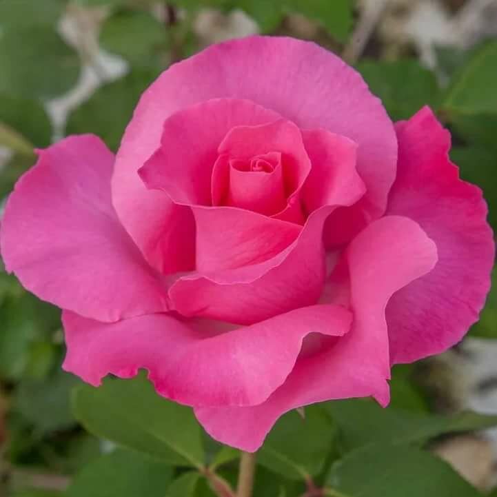 роза чайно-гибридная mccartney rose фото