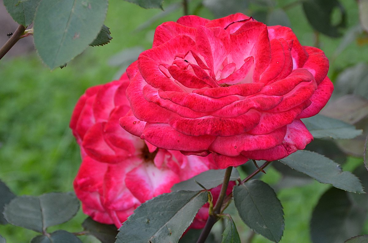 роза чайно-гибридная panthere rose фото