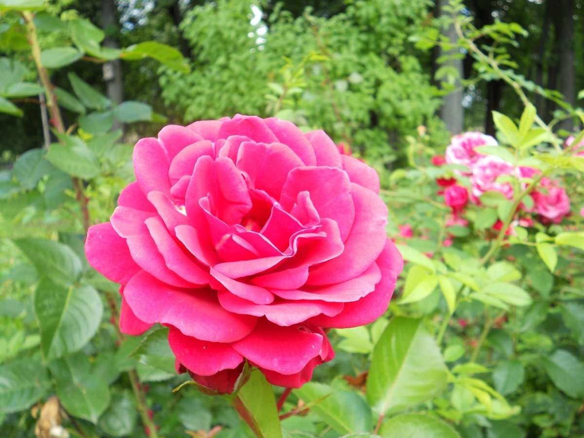 роза чайно гибридная pink peace фото