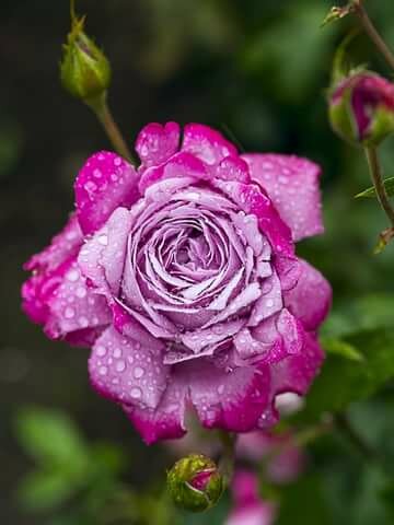 роза чайно-гибридная rose gaujard фото