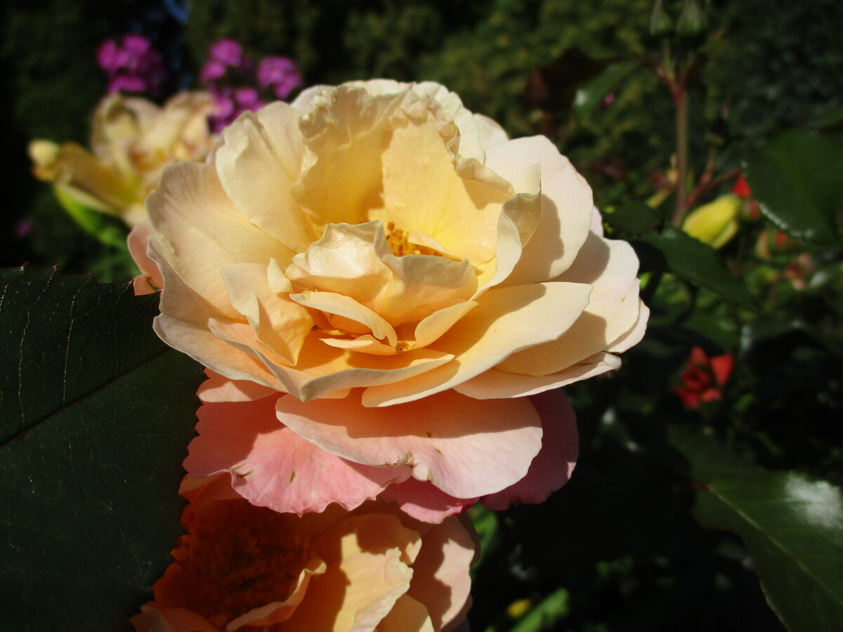 роза crocus rose фото