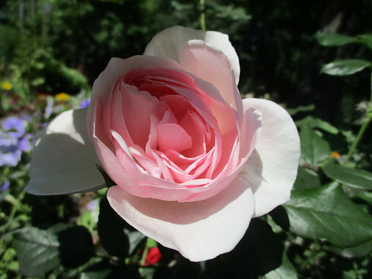 роза eden rose 85 pierre de ronsard фото