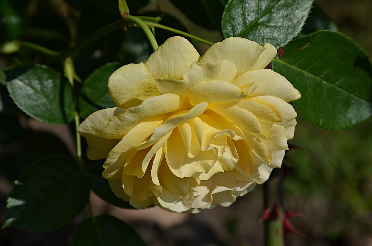 роза флорибунда bernstein rose фото