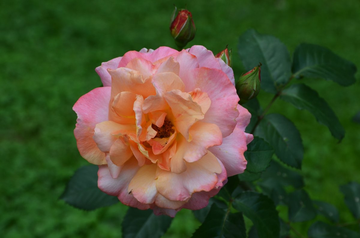 роза madame meilland фото